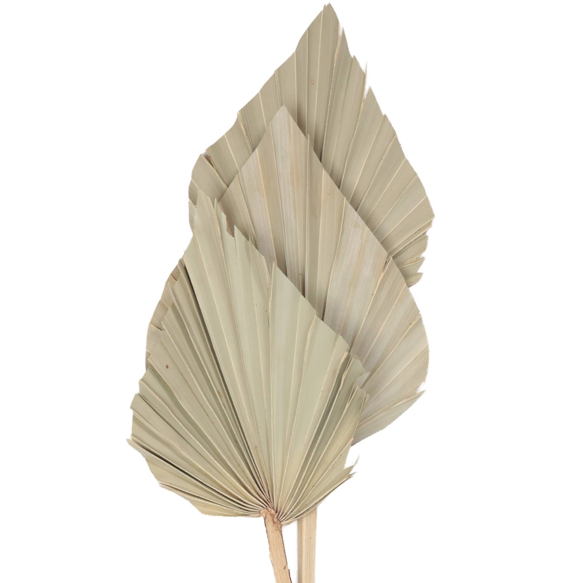22" Natural Palm Spear Bunch by Ashland®